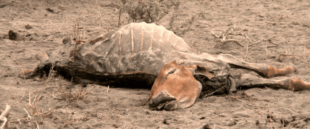 Dürre in Kenia
